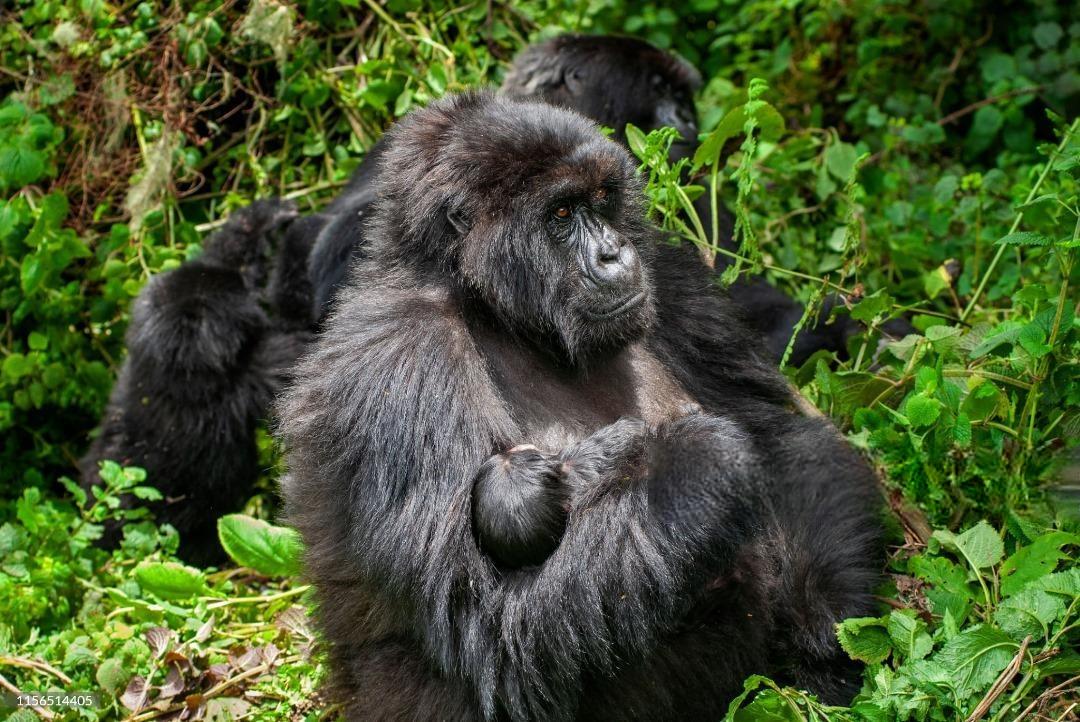 3 Gorilla Trekking and Lake kivu (Rubavu) - Tourism package at B&P Ever Retreat Rwanda