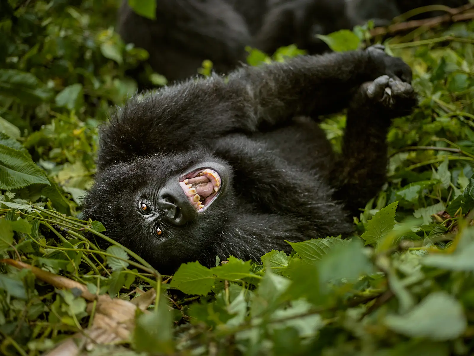 8 Days of Exploring a thousand hills - Tourism package at B&P Ever Retreat Rwanda