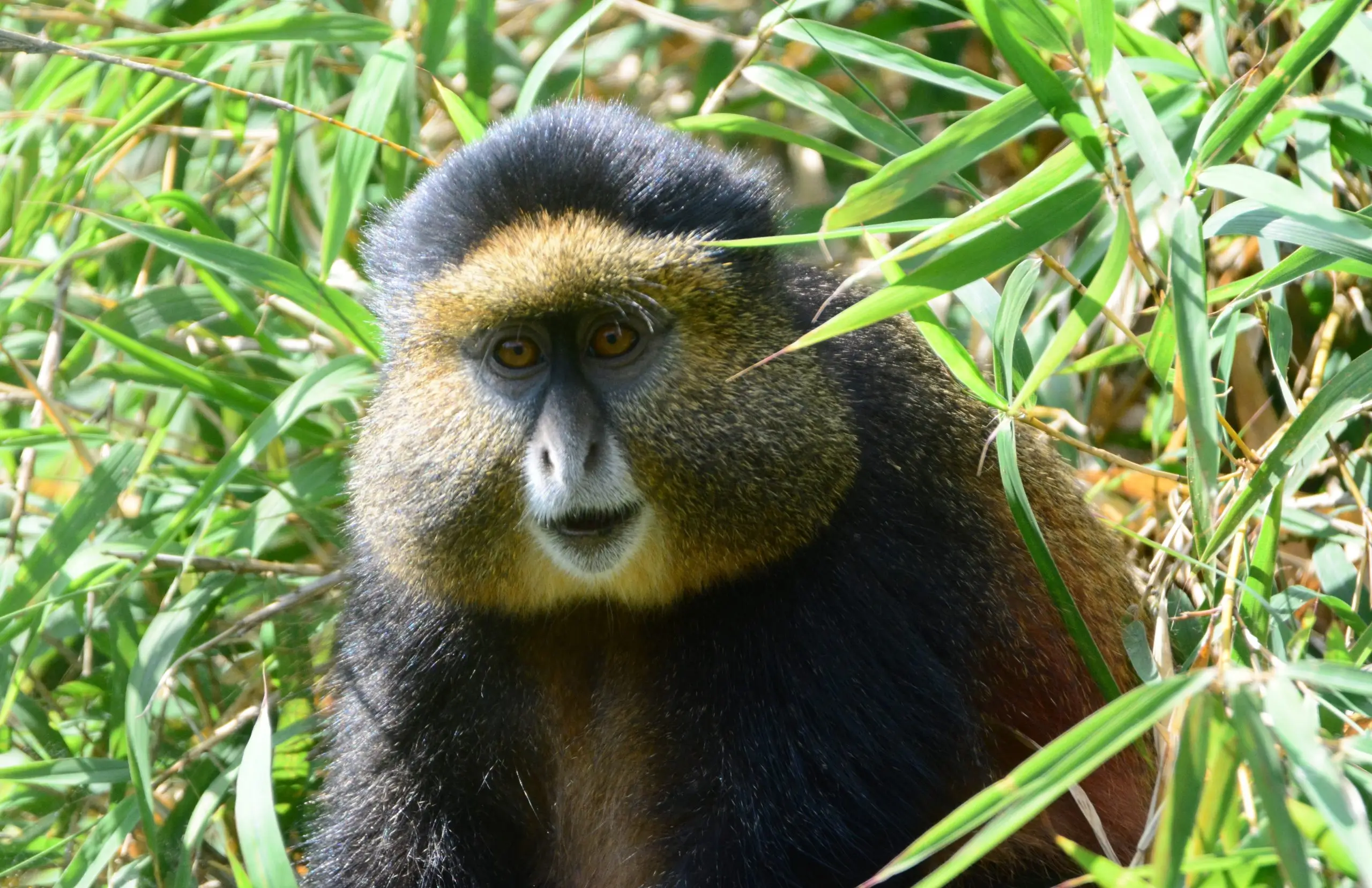 5 Days Exploring Rwanda's amazing primates - Tourism package at B&P Ever Retreat Rwanda