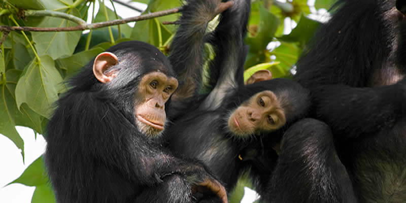 Nyungwe - Luxury experience at B&P Ever Retreat Rwanda