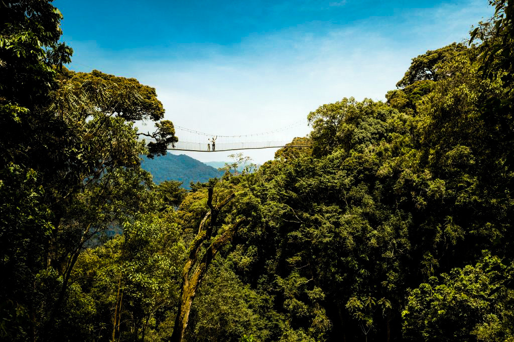 Nyungwe - Beautiful scenery at B&P Ever Retreat Rwanda